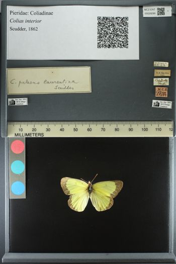 Media type: image;   Entomology 29299